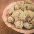 Load image into Gallery viewer, Dixie Reindeer Lichen