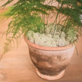 Load image into Gallery viewer, Dixie Reindeer Lichen