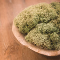 Load image into Gallery viewer, Dixie Reindeer Lichen
