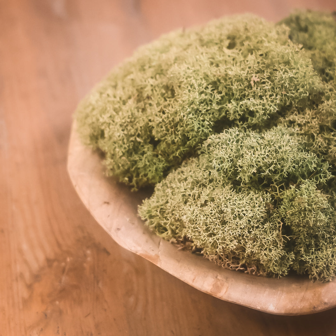 Dixie Reindeer Lichen